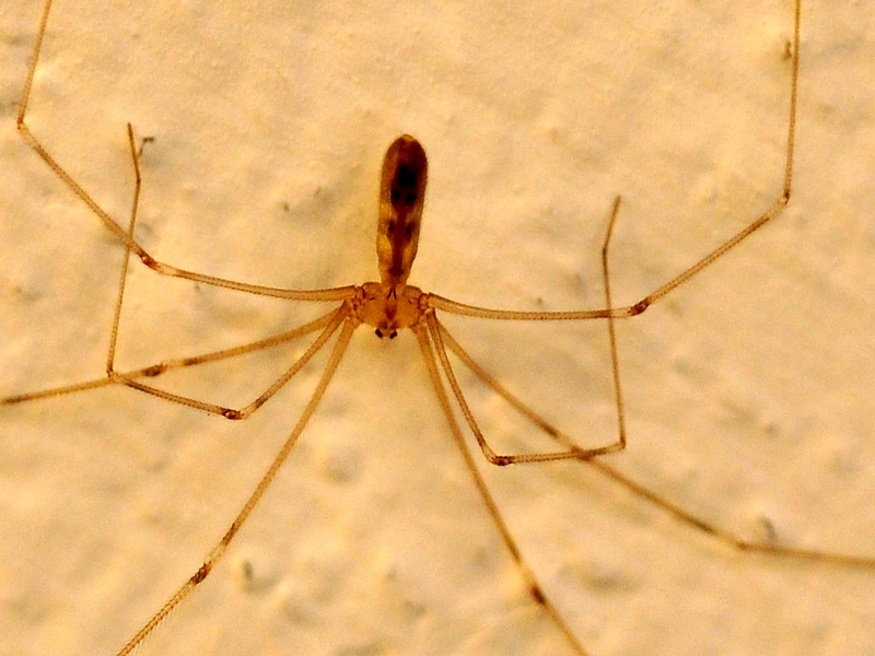 Pholcus phalangioides